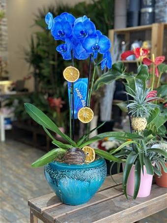 El Yapımı Vazoda Mavi Orkide